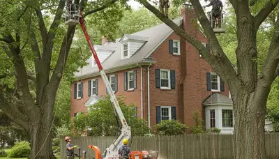 Tree service crew in Oshkosh, WI providing professional tree removal and trimming services