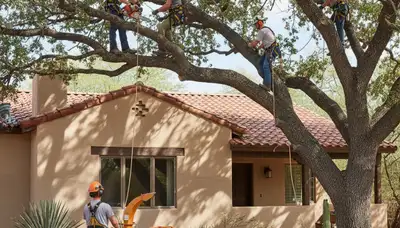 Tree service crew in Oshkosh, WI providing professional tree removal and trimming services
