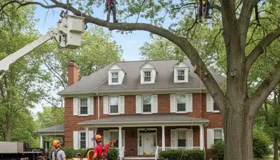 Tree service crew in Oshkosh, WI providing professional tree removal and trimming services