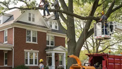 Tree service crew in Oshkosh, WI removing a tree for safe property clearance