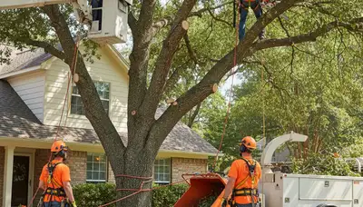 Tree service crew trimming a tree in Oshkosh, WI for safer yards and healthier trees